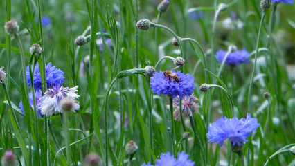 A bee collecting nectar among a field full with blooming blue cornflowers.