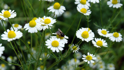 A bee collecting pollen in a field full with blooming chamomile flowers.