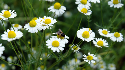 Fototapeta premium A bee collecting pollen in a field full with blooming chamomile flowers.