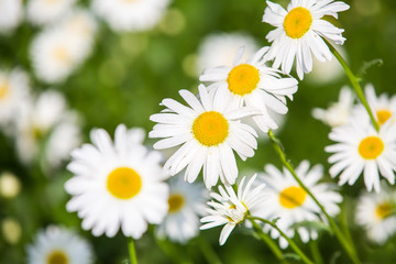 Flowers, flowers chrysanthemum, Chrysanthemum wallpaper 