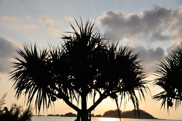 コントラスト沖縄