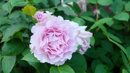 Closeup of light purple rose in full bloom.