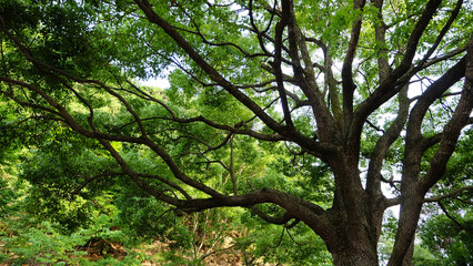 Obraz premium Tall and big tree with stretching branches and green leaves.