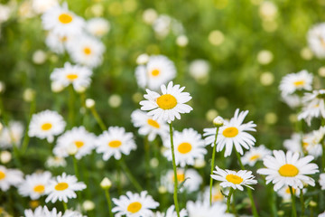 Flowers, flowers chrysanthemum, Chrysanthemum wallpaper 