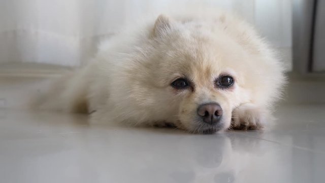 fluffy white pomeranian dog cute pet animal sleepy