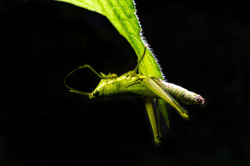 Green grasshopper hanging on leaf with black background