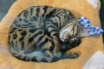 Grey cat sleeping in soft bed