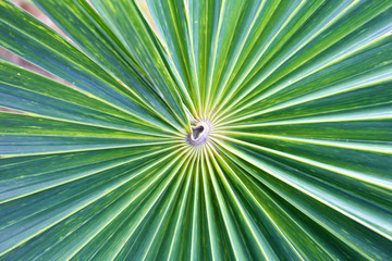 Background of palm leaves.
