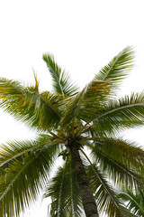 Fototapeta na wymiar Coconut trees isolated on a white background.