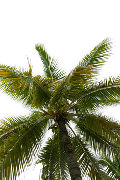 Coconut trees isolated on a white background.