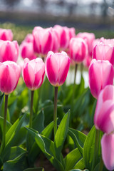 colorful tulip in park