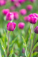 colorful tulip in park