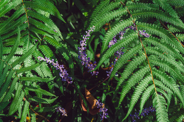 Purple flower entwined on fern