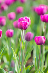colorful tulip in park