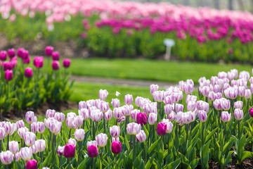 colorful tulip in park