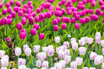 Fototapeta premium colorful tulip in park