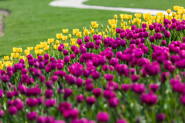 colorful tulip in park