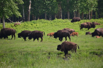 Plains Bison in a Field