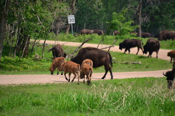 Plains Bison and Calfs