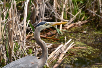Great Blue Heron