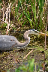 Great Blue Heron