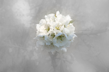 white flower on blurred background