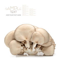 oyster mushroom on white background