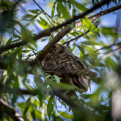 Isolated close up of Long Eared Owl in the wild- Danube Delta Romania