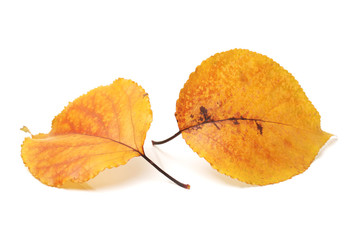 Fototapeta premium leaves on white background