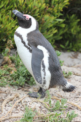African penguin in Cape Town, South Africa