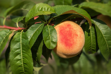 Ripe peach fruit on a peach tree branch with leaves in the morning garden. Harvesting peaches.