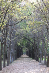 Bosque