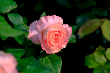 Art photo rose petals isolated on the natural blurred background. Closeup. For design, texture, background. Nature.Drops of morning dew on rose petals.