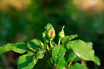 Art photo rose petals isolated on the natural blurred background. Closeup. For design, texture, background. Nature.Drops of morning dew on rose petals.