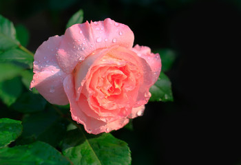 Art photo rose petals isolated on the natural blurred background. Closeup. For design, texture, background. Nature.Drops of morning dew on rose petals.