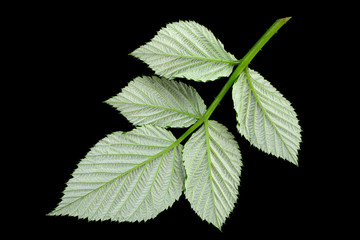 Fototapeta na wymiar Raspberry leaf on black