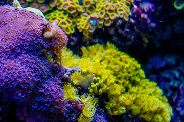 Corals in a marine aquarium. Coral Barrier Reef.underwater coral reef landscape .