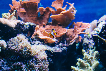 Clown fish swimming in the corals.Underwater world of tropical seas.Coral reef with  corals with exotic fishes anthias on the bottom of tropical sea on blue water. Top view,