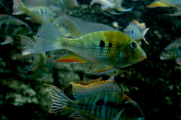 Portrait of a big colorful tropical fish.Underwater shooting. Fish close up. Portrait, macro shot of fish under water in a river or aquarium .