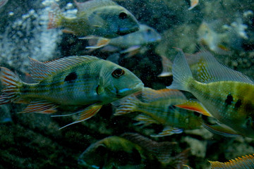 Underwater Landscape with  large fish near Tropical Coral Reef.Many aquarium fishes swim in the water.Tropical Fish.Fish swimming in a tank.