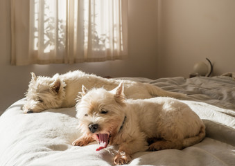 Yawning dog: west highland white terrier westie dog waking up in the morning on bed