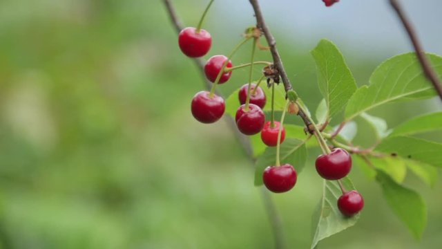 Ripe red cherries and cherries in Kotor. Cherry tree branch in the Park of Montenegro.