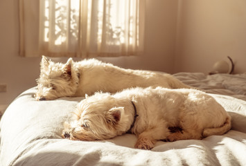 Weekend sleep in for two lazy west highland white terrier westie dogs on bed in bedroom