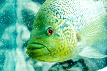 Unknown fish in the water looks into the frame. Tropical fishes and corals reef in ocean. Underwater scene.