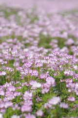 Obraz premium レンゲソウ