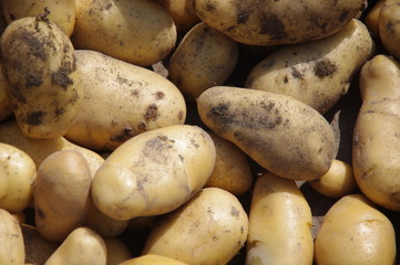 収穫直後のジャガイモ