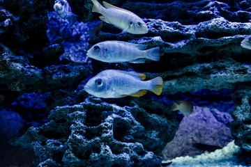 Fishes coral and anemones in the bottom of aquarium or sea.Group of fishes diving under water. Underwater life. Coral reef, fish, colorful plants in ocean.