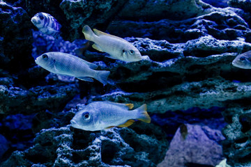 Beautiful blue fishes in aquarium.Shoal group of many little  tropical fishes in blue water with coral reef, colorful underwater world.top view.copyspace for text, background wallpaper