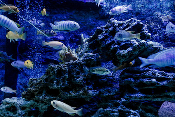 Beautiful blue fishes in aquarium.Shoal group of many little  tropical fishes in blue water with coral reef, colorful underwater world.top view.copyspace for text, background wallpaper © Anastasia Sokolova