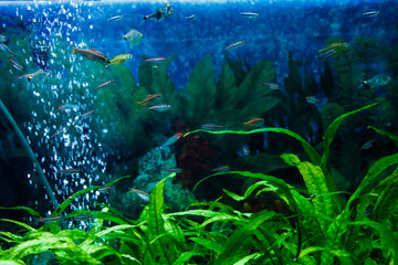 Colorful tropical exotic fishes swimming among reefs with anemones.Underwater world.A green beautiful planted tropical freshwater aquarium with fishes and plans.